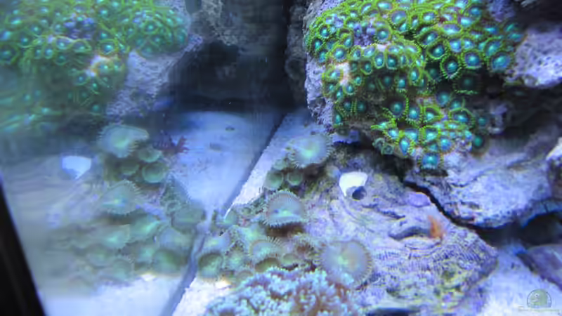 Aquarium --Littel Ozean-- von Haens84 (16)