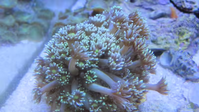 Aquarium --Littel Ozean-- von Haens84 (17)