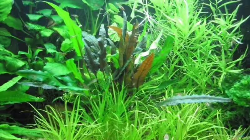 Aquarium - mitte von cammarus (2)