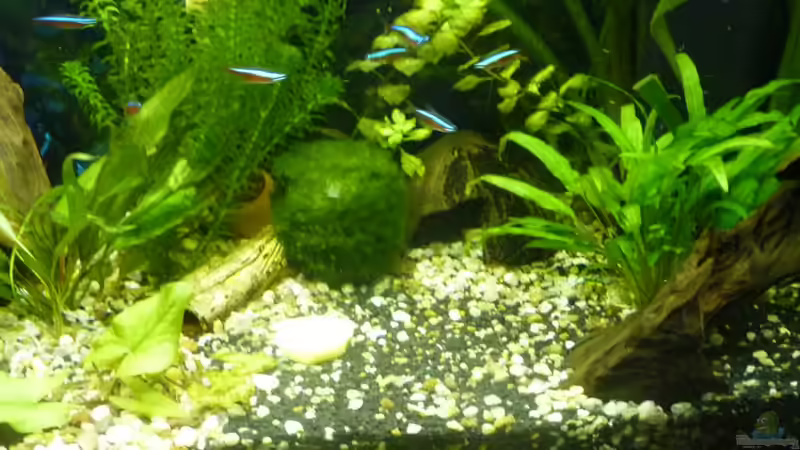 Aquarium ++Neu++ von 19maxi96 (10)