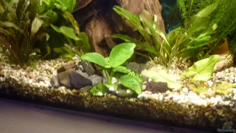 Aquarium ++Neu++ von 19maxi96 (11)