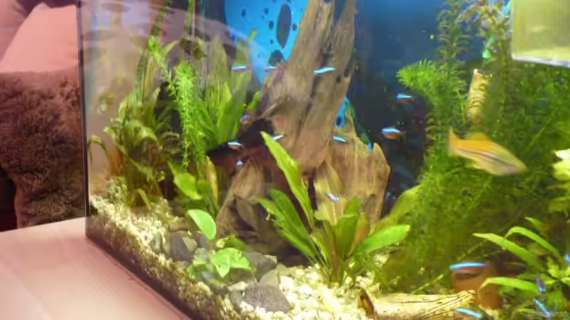 Aquarium ++Neu++ von 19maxi96 (4)