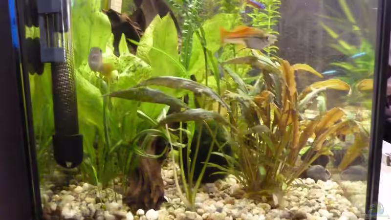 Aquarium ++Neu++ von 19maxi96 (5)