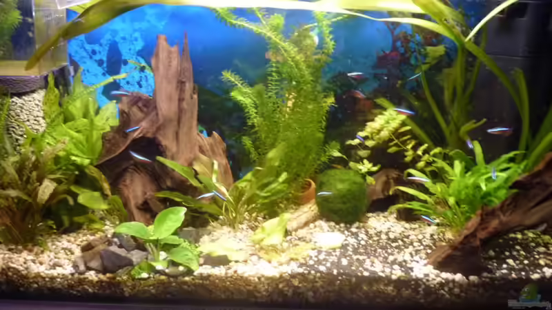 Aquarium ++Neu++ von 19maxi96 (7)