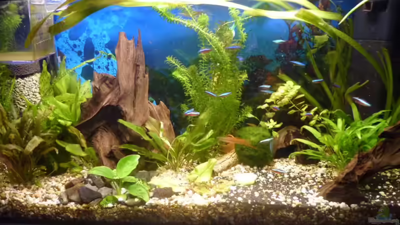 Aquarium ++Neu++ von 19maxi96 (8)