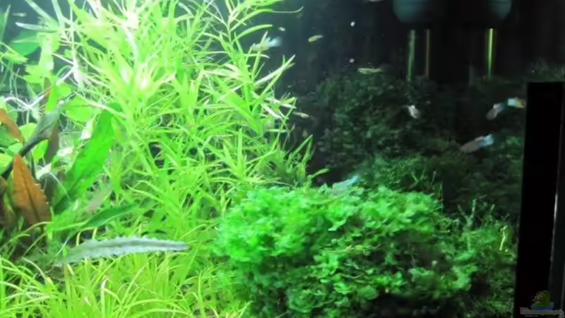 Aquarium - rechts von cammarus (3)