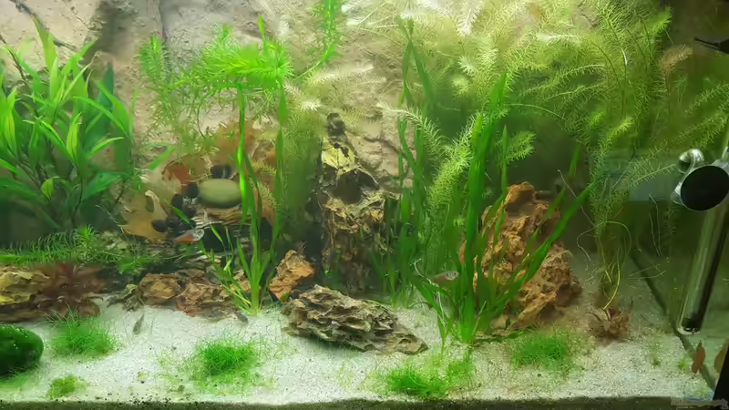 Aquarium - Rechts von Chris-BluBB (4)