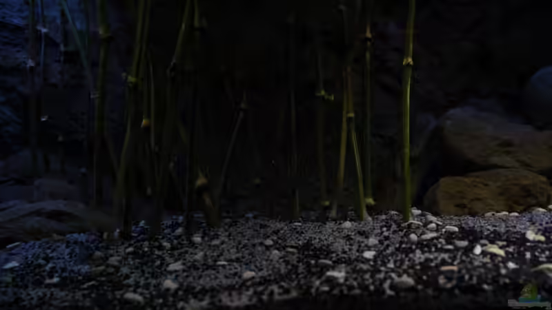 Aquarium ..tales from the lake..aufgelöst von The Pictus catfish (11)