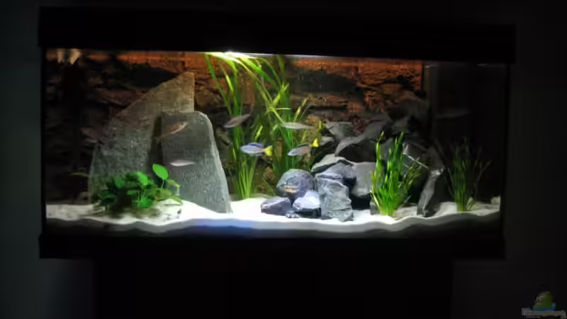 Aquarium, 01.07.09 (AKTUELLE Einrichtung) von Patrick Bärenfaller (10)