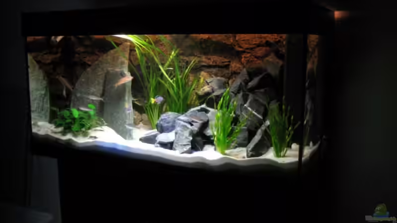 Aquarium, 01.07.09 (AKTUELLE Einrichtung) von Patrick Bärenfaller (8)