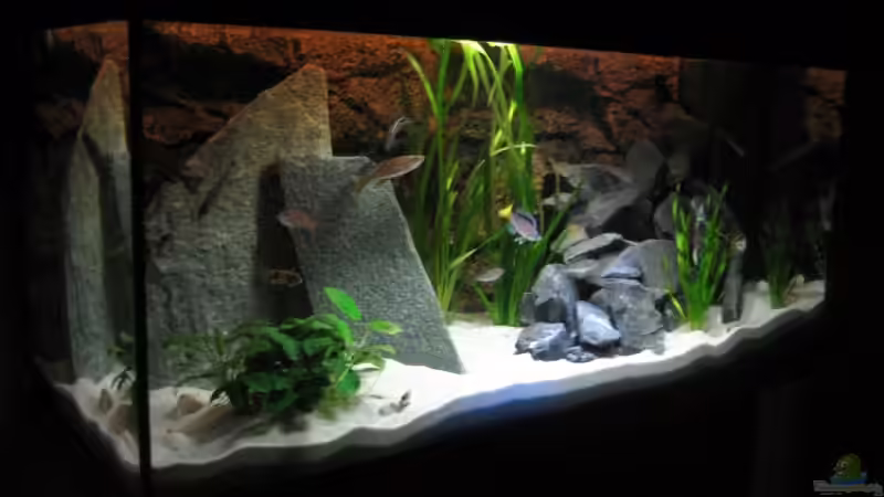 Aquarium, 01.07.09 (AKTUELLE Einrichtung) von Patrick Bärenfaller (9)