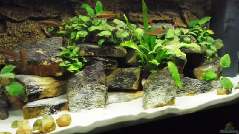 Aquarium, 15.08.08 (nicht aktuelle Einrichtung) von Patrick Bärenfaller (4)