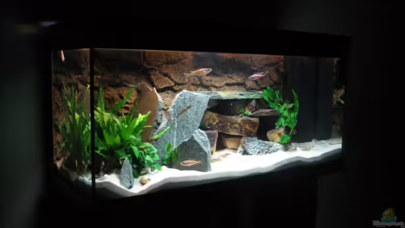 Aquarium, 22.09.08 (nicht aktuelle Einrichtung) von Patrick Bärenfaller (6)