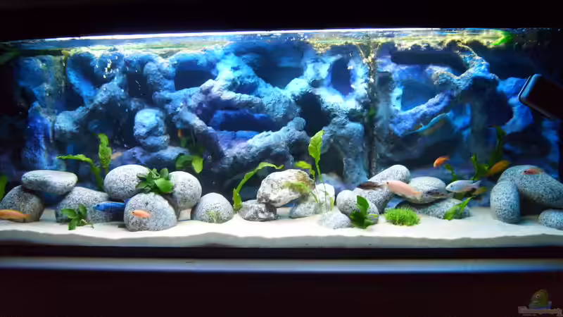 Aquarium -MALAWI-BECKEN- von JAMES-JONES (2)