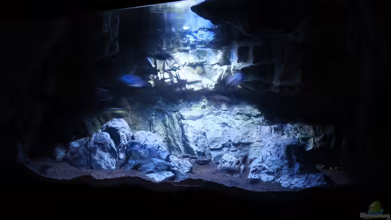 Aquarium -Malawisee in Köln- von Thomas B. (2)