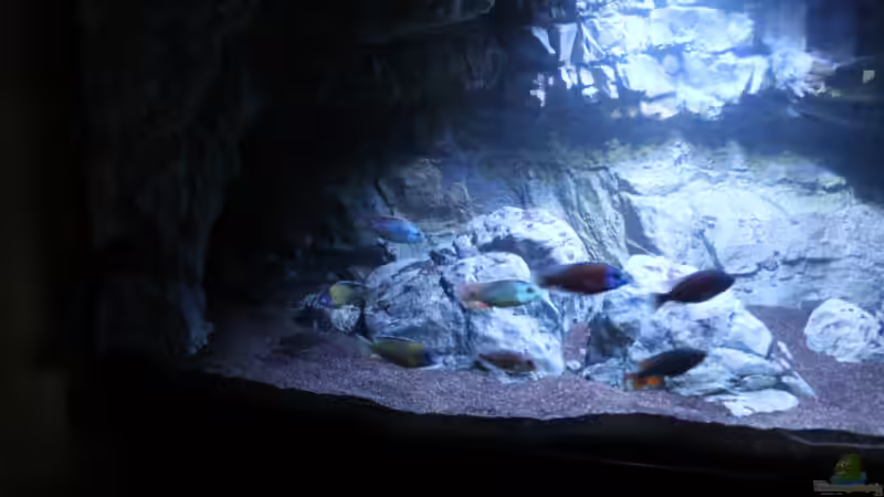 Aquarium -Malawisee in Köln- von Thomas B. (4)