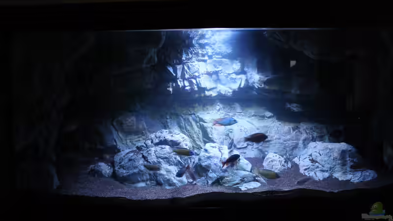 Aquarium -Malawisee in Köln- von Thomas B. (5)