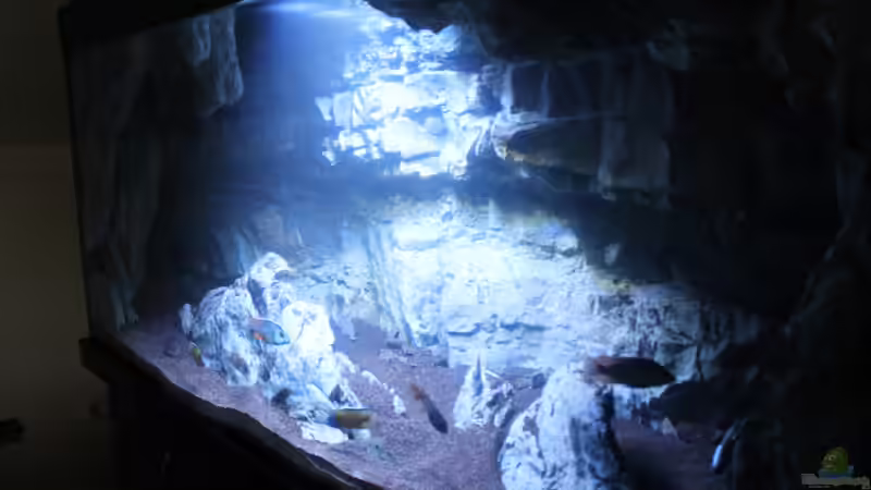 Aquarium -Malawisee in Köln- von Thomas B. (8)