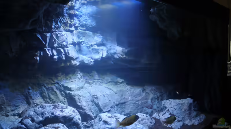 Aquarium -Malawisee in Köln- von Thomas B. (9)