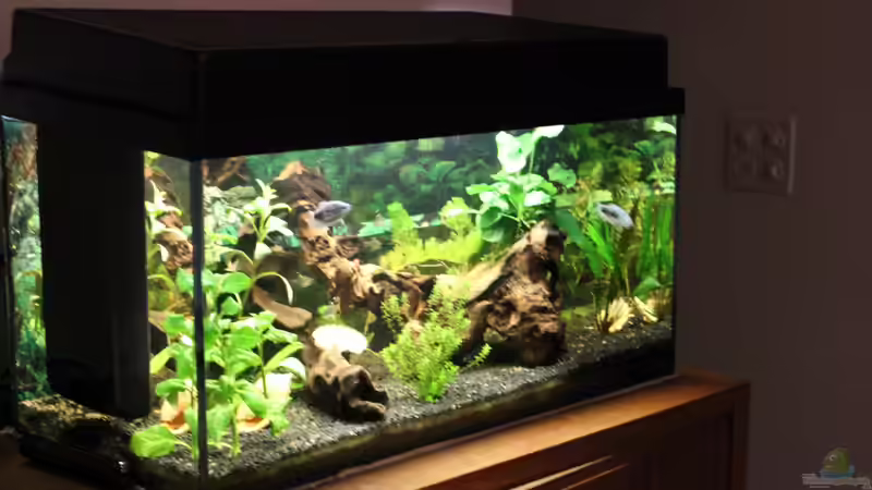 Aquarium  von Marc Leu (7)