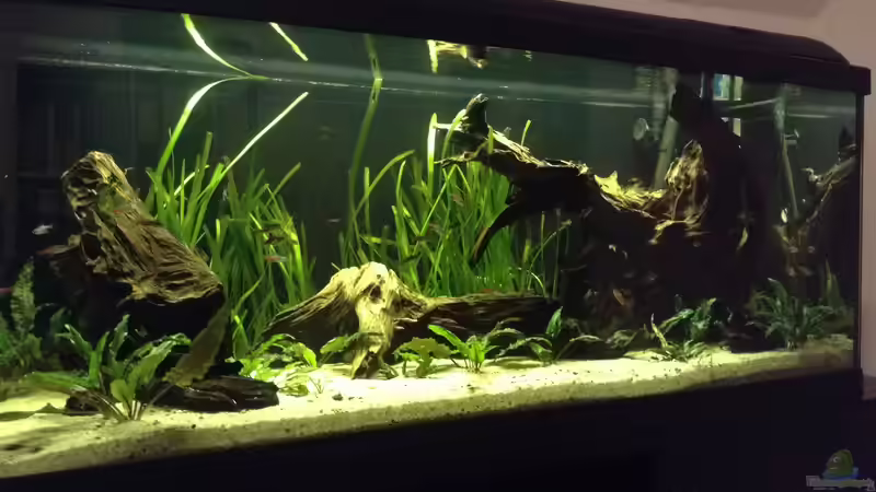 Aquarium  von Simon W (1)