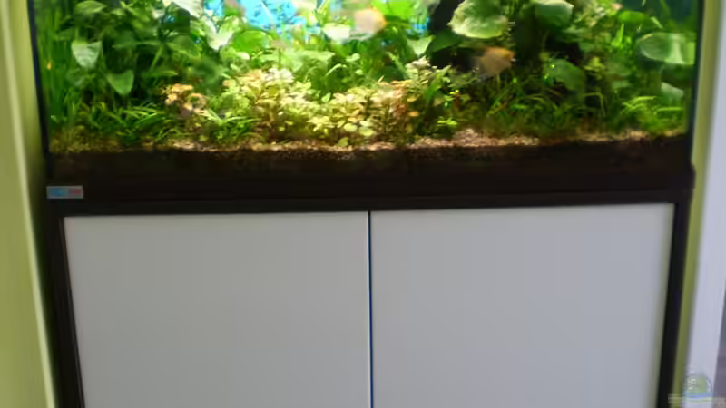 Aquarium  von Skalarfreund (2)
