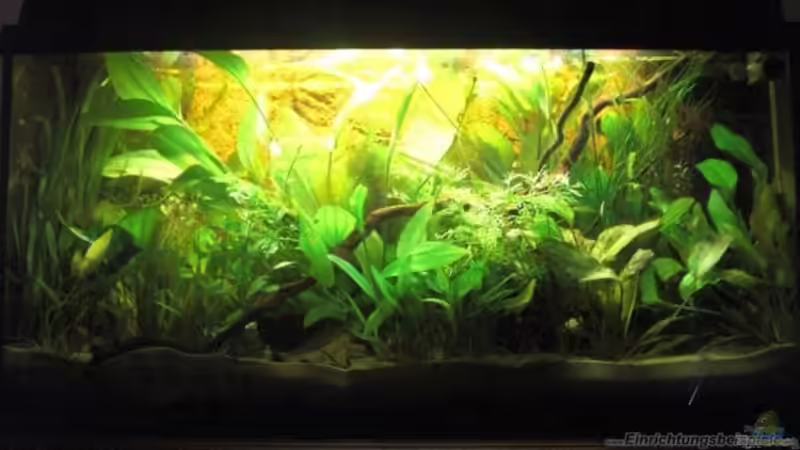 Aquarium, wenige Wochen von Ben Mücke (5)