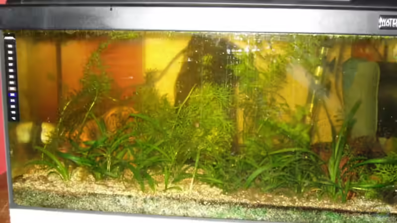 Aquarium 01.11.08 von Jörg Kaminski (4)