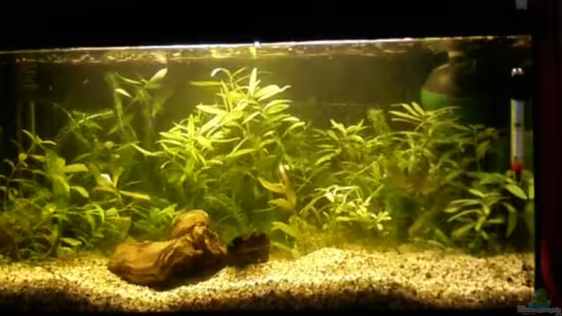 Aquarium 07.05.13 von Reinhold Berk (5)