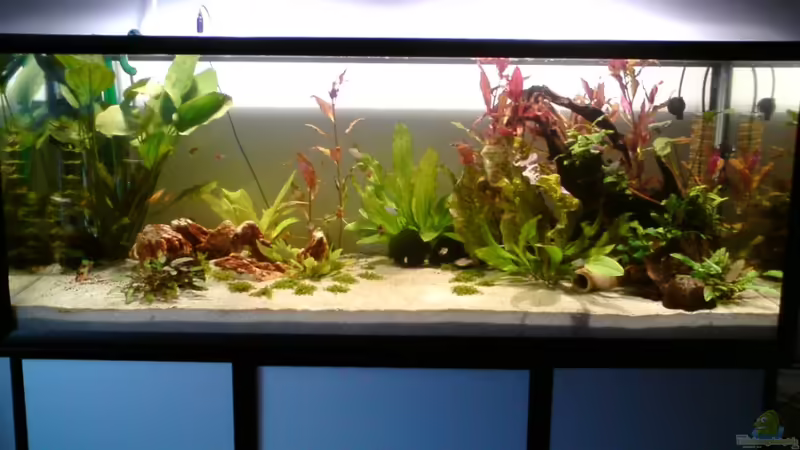 Aquarium 07.07.10 von Still (1)