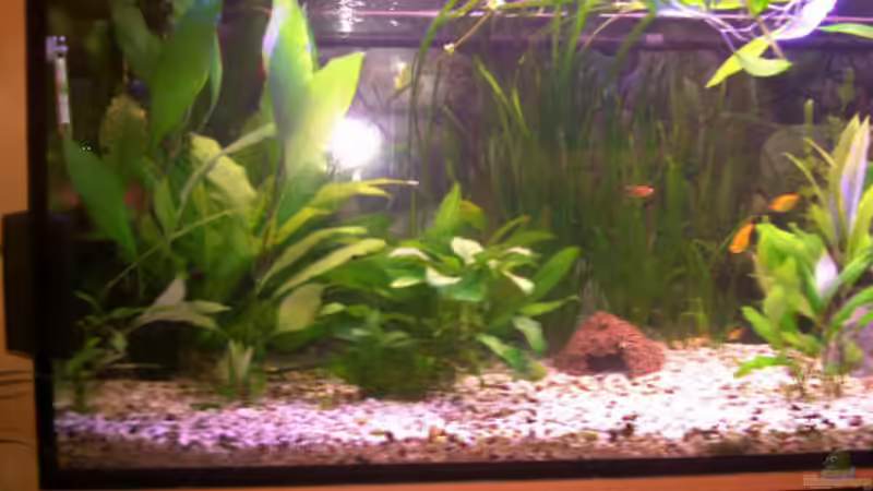 Aquarium 1. Hälfte von Daniela Daum (3)