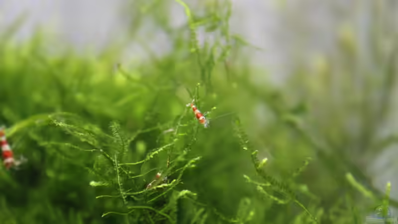 Aquarium 1. Versuch Nano Cube von Ralf Kottmeier (10)