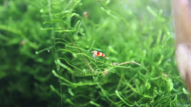 Aquarium 1. Versuch Nano Cube von Ralf Kottmeier (3)