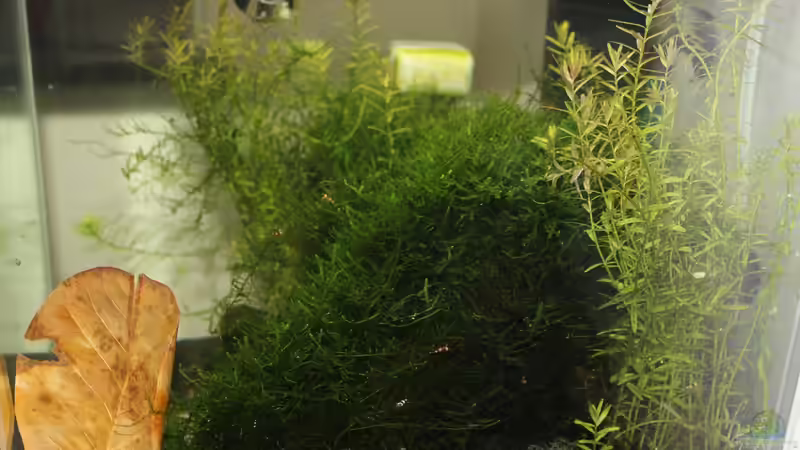 Aquarium 1. Versuch Nano Cube von Ralf Kottmeier (4)