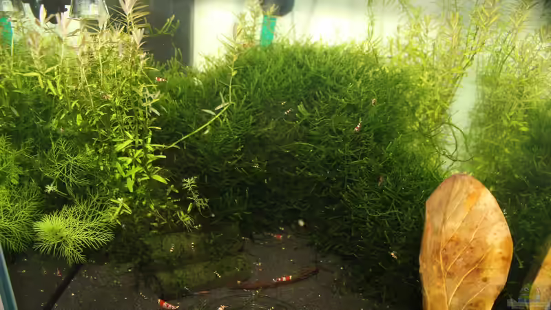 Aquarium 1. Versuch Nano Cube von Ralf Kottmeier (5)