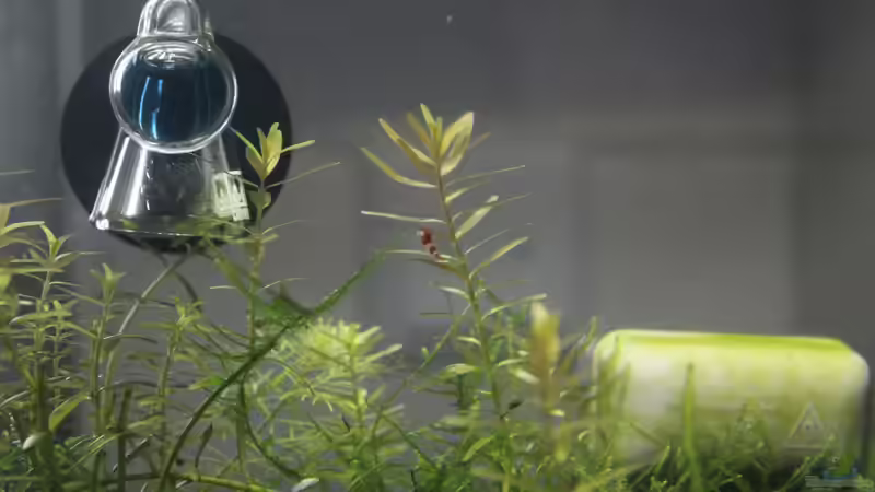 Aquarium 1. Versuch Nano Cube von Ralf Kottmeier (6)