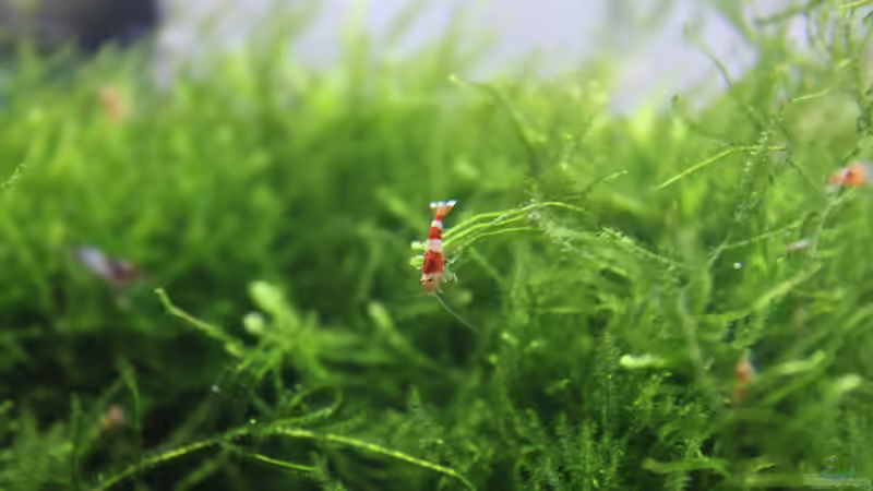 Aquarium 1. Versuch Nano Cube von Ralf Kottmeier (7)