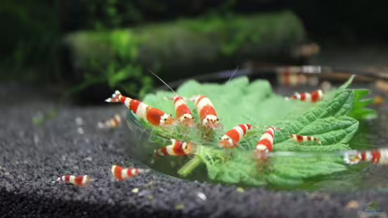 Aquarium 1. Versuch Nano Cube von Ralf Kottmeier (8)