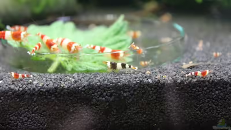 Aquarium 1. Versuch Nano Cube von Ralf Kottmeier (9)