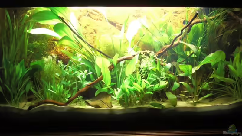 Aquarium 1 1/2 Wochen von Ben Mücke (4)