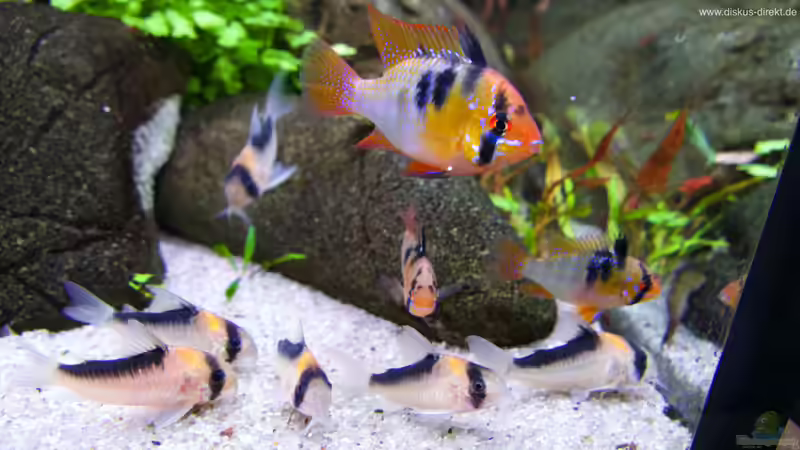 Aquarium 1.400 Liter Diskusparadies von Diskus-Direkt (4)