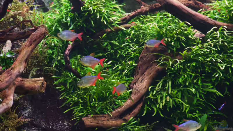 Aquarium 1.400 Liter Diskusparadies von Diskus-Direkt (5)