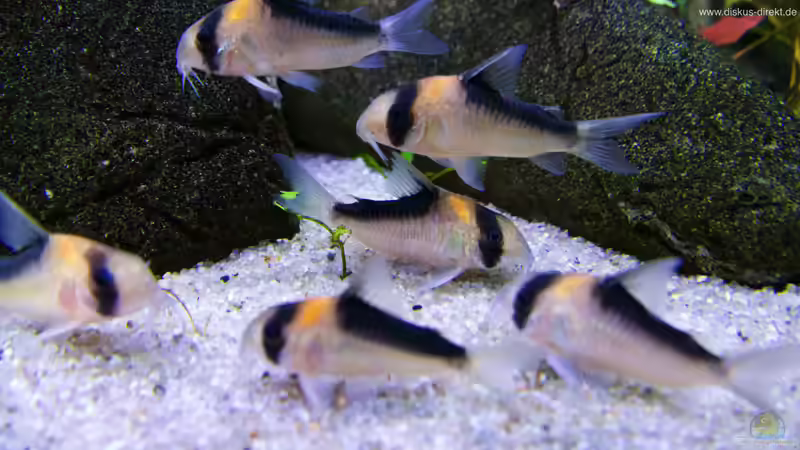 Aquarium 1.400 Liter Diskusparadies von Diskus-Direkt (6)