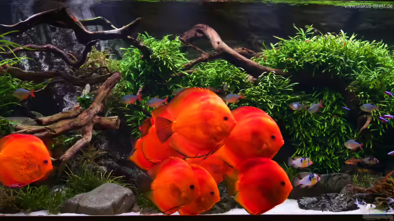 Aquarium 1.400 Liter Diskusparadies von Diskus-Direkt (7)