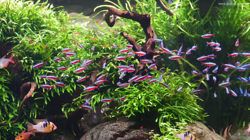 Aquarium 1.400 Liter Diskusparadies von Diskus-Direkt (8)