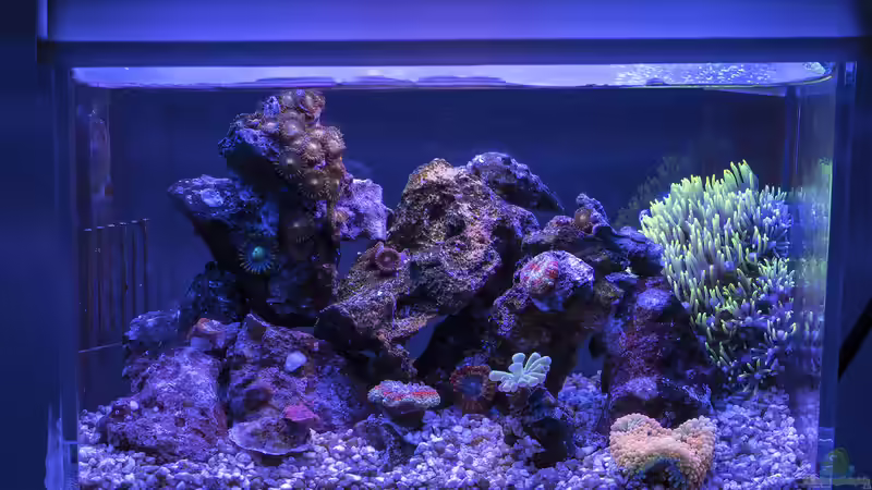 Aquarium 1,5l Nano - Aquarium von Traum-Hobby.de (3)