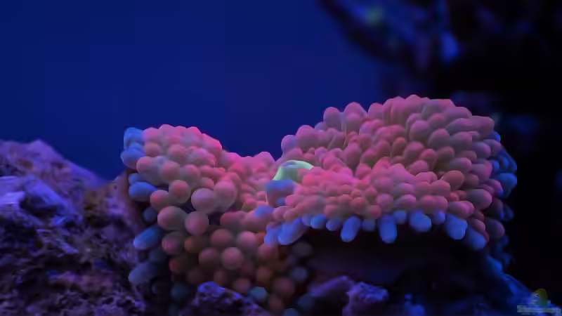 Aquarium 1,5l Nano - Aquarium von Traum-Hobby.de (4)