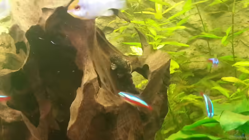 Aquarium 1 Aquarium von Alexander Moser (3)