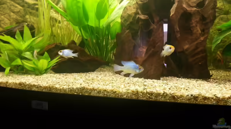 Aquarium 1 Aquarium von Alexander Moser (4)