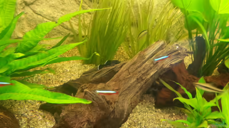 Aquarium 1 Aquarium von Alexander Moser (6)